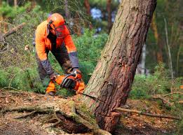 York, SC Tree Services Company